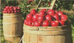 (image for) A Day in the Orchard